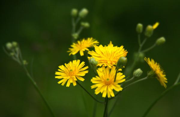 但不能随意采摘