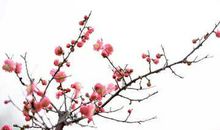 励志梅花的句子