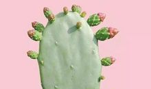 关于仙人掌的说说朋友圈 带刺的仙人掌说说