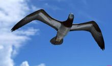 关于环保的英语口号