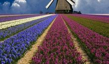 有诗意的语句：烟花易冷情难消，曲终人散花自憔