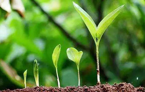 因为草没有个性