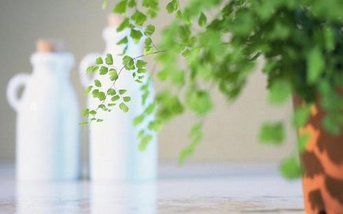 请喜欢由编辑整理的有关家庭关系和血统的句子