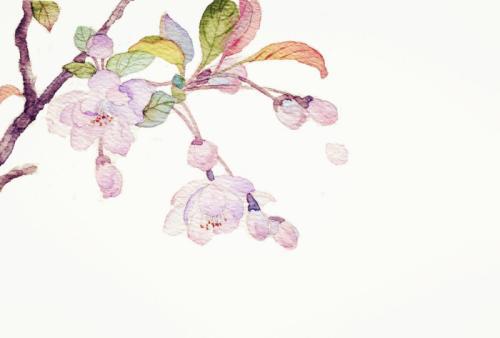 山间流淌着鲜花的芬芳