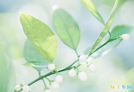 植树节对于地球和人类来说是一个非常有意义的假期