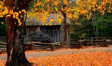 描写动物的诗句