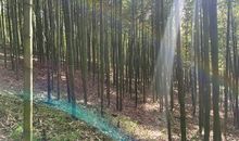 挖竹笋朋友圈说说