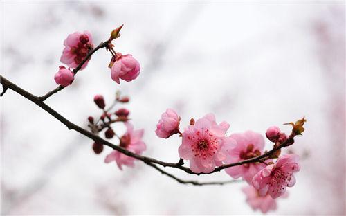 梅从不与花朵争夺明媚的春天