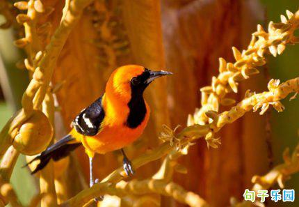 “陶渊回想起老人