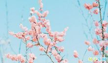 2020关于春分的微信说说 春分节气文案发朋友圈