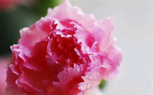 身体是革命的资本