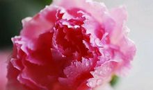 愿手术后的病人早日康复的祝愿句子