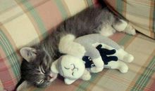 描写动物外貌的好段