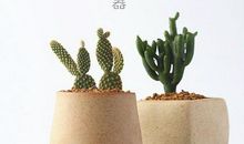 感恩亲情结论句子