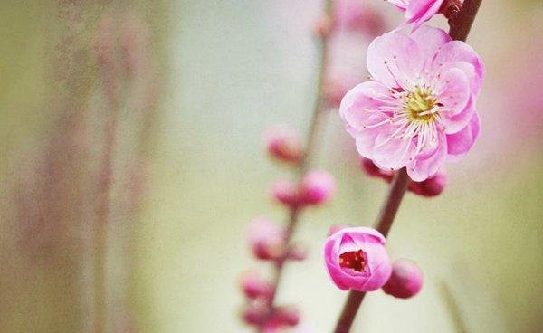 给顾客的问候短信 2