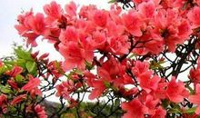 描写杜鹃花的古诗词