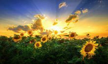 早上问候的短信