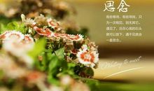 描写思念家人的句子