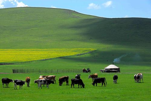 草原上有牛马成群