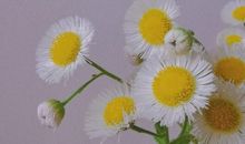 关于雏菊的唯美句子 雏菊温柔干净的唯美文艺说说