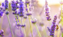 关于中秋节的好句好段2019大全