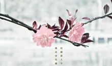 描写花的句子大全