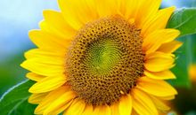 描写向日葵的句子