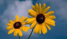 描写花美丽的成语