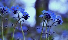 文艺的告白句子