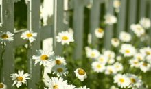 重阳节文艺诗句