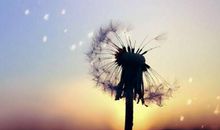 描写对失望透顶的句子