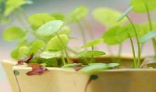 珍惜兄弟姐妹亲情的句子说说心情