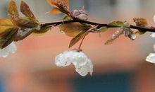 描写春雨的诗句大全 句句入景的优美诗句