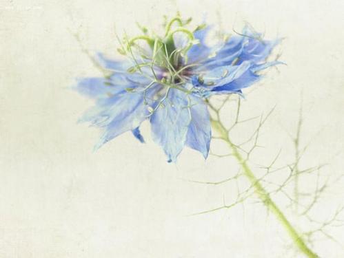 编辑整理了一些关于家庭的美丽句子