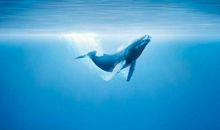 鲸落是世间最美的温柔 一念山河成 一念百草生