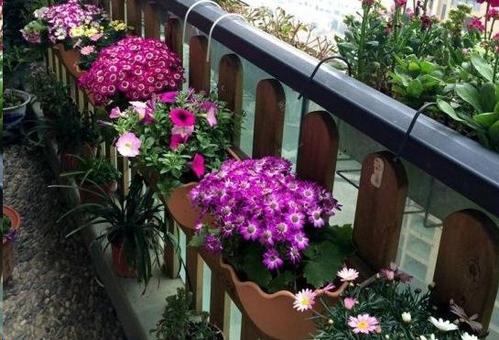 表达花朵时选择一句话