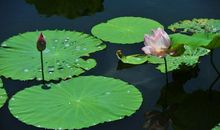 描写荷叶的句子