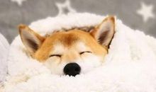 天冷的逗比句子 天冷了搞笑的话