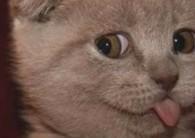 你喜欢幽默的句子吗