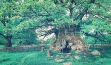 表达一家亲情浓厚的句子