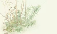 写出感恩亲情旳句子