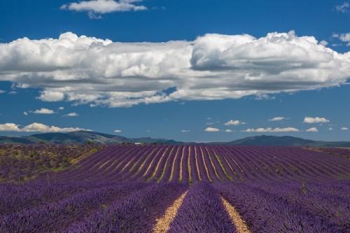 说亲情的句子英文 0