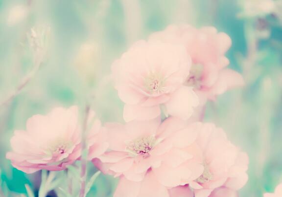 圣诞节的英语句子 1