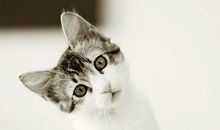 幽默短语大全：这天冷的，单身狗瞬间升级为汪汪碎冰冰