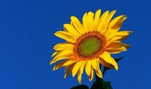 适合好天气发的朋友圈说说 天气好心情好的说说