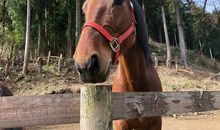 第一次骑马朋友圈说说 骑马的愉快的心情说说