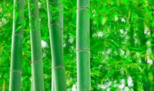 有关竹子的比喻句