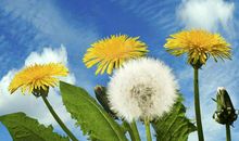 描写蒲公英的句子