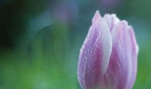 关于郁金香的优美句子