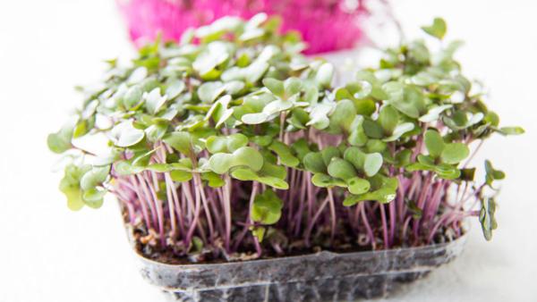 家庭爱情的美丽句子中的情绪短语是什么